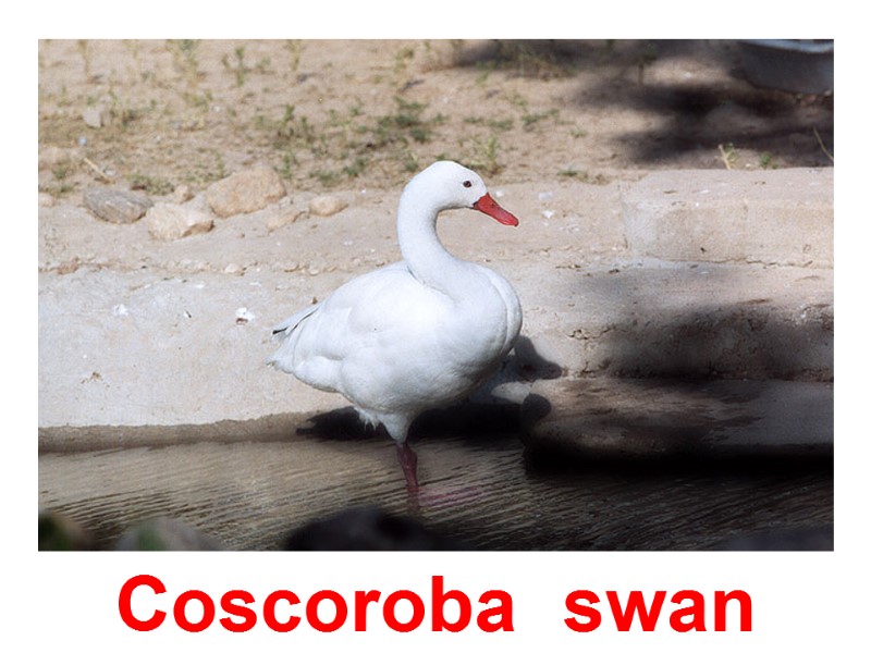 Coscoroba  swan